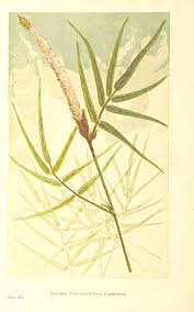 Image result for Uraria picta