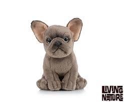 French bulldogs are a brachycephalic breed, meaning they have shorter snouts than other dogs. French Bulldog