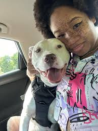 Zeke got a fancy new orange harness to strut his stuff in when he's out  ruling his kingdom (the neighborhood) 😎🐾