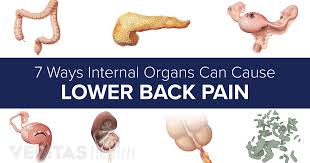 Lower back pain can be caused by problems with the internal organs. Slideshow 7 Ways Internal Organs Can Cause Lower Back Pain