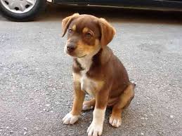 Beagle Lab Mix Black And Brown Doberman Pincher And Lab Mix Doberman Mix Doberman Animals Friends