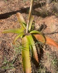 Image result for Aloe munchii