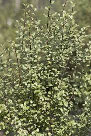 Pittosporum tenuifolium 'golf ball' / golf ball kohuhu. Richard Shiell Medium Shot Pittosporum Tenuifolium Evergreen Shrub Hedge Plants