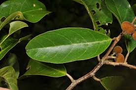 Image result for Dichapetalum