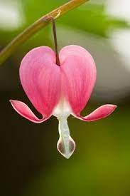 Bleeding Heart Bleeding Heart Flower Amazing Flowers Bleeding Heart