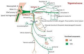 Trigeminal Nerve Subdivisions Functional Components Structures Supplied Anatomy Qa Nerve Anatomy Nerve Sensory Nerves