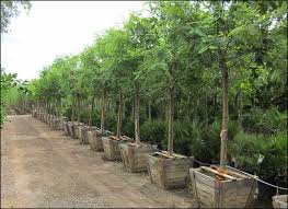 We did not find results for: Backyard Tree Options Fast Growing Trees Tipu Tree Backyard Trees