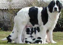 The legs are comparatively longer than those of the black newfoundland, especially in the male. Newfoundland Dog Breed Information And Images K9rl