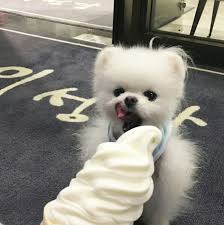 Aesthetic Puppy Tumblr Animal Ice Cream Cute Dog Goals Https Weheartit Com Entry 325680255 Cute Animals Cute Puppies Animals