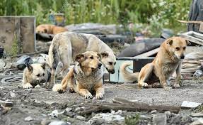Veja aqui o site com animais para adopção no centro de recolha oficial (croa) do concelho mais perto de si. Ferreira Do Zezere Animais Errantes Passam A Ser Encaminhados Para Proenca A Nova Medio Tejo