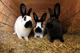It will have a ramp inside for the rabbits to go. Top 10 Best Outdoor Rabbit Hutch 2019 Reviews Guide Pet Comments