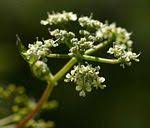 Image result for Afroligusticum claessensii