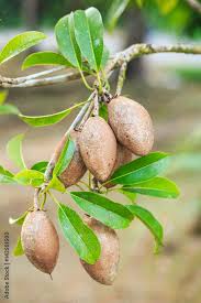 Image result for Manilkara kauki