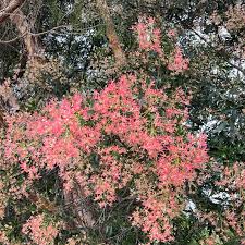 Image result for Ceratopetalum