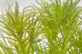 Image result for Najas graminea