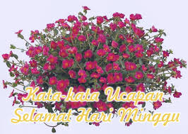 Dimana hari libur untuk melepas lelah setelah sekolah maupun bekerja. Kata Kata Ucapan Selamat Hari Minggu