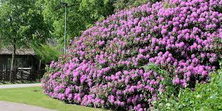 Sehnsüchtig wird jedes jahr die blütezeit erwartet, diese ist aber von art zu art verschieden. Rhododendronblute Voss Das Schokoladenhotel