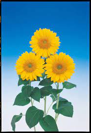 Sunflower Vincent S Fresh This Variety Has A Green Center Plants Flower Painting Sunflower