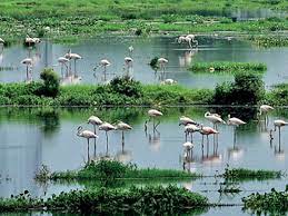 This has led to large expenditures to restore lost or degraded hydrological and biological functions of wetlands. Land Or Wetland Haryana At A Crossroads Gurgaon News Times Of India
