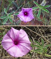 Image result for Ipomoea magnusiana