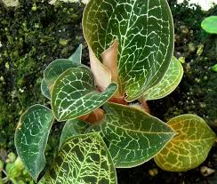Anoectochilus Formosanus Growing Orchids Orchids Jewel Orchid