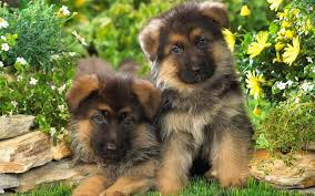 Animals, history, traveling and more. Npolwxlz2qk2qm