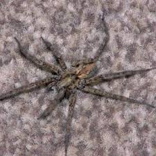 Image result for Vangueria ferruginea