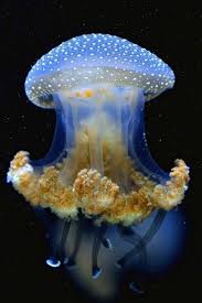 The Thing I Love About Jellyfish Is That They Remind Me Of Both The Beginning And End Of Time I Fin Ocean Creatures Beautiful Sea Creatures Jellyfish Pictures