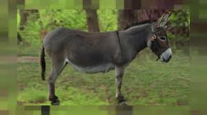 Check spelling or type a new query. Behalf Simultaneous Regular Ø²ÙˆØ§Ø¬ Ø§Ù„Ù†Ø³Ø§Ø¡ Ù…Ù† Ø§Ù„Ø­Ù…ÙŠØ± Citygasheatingltd Com