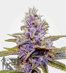 Putz laughed and told him this kush is ocean grown kush bro. Blue Dream Auto Feminized Seeds For Sale Guaranteed Quality And Super Discreet Delivery