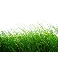 Download Grass Free Png Photo Images And Clipart Freepngimg Bush png & psd images with full transparency.