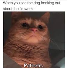 Fireworks And Cats Funny Cat Memes Funny Pictures Internet Funny