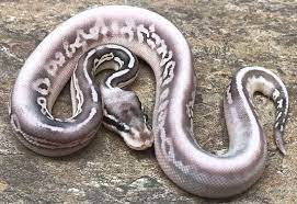This can be attributed to the fact that they are generally hardy and very docile in nature. Pin On Sneks