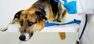 The cortex is an area located in the brain's memories are attached to a particular environment but also come with a sense of how much time has elapsed, they said. Can Dogs Live With Brain Tumors Wag