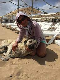 Maybe you would like to learn more about one of these? Ein Langer Aber Wirklich Lesenswerter Reisebericht Danke Nina Tolle Einblicke Die Du Da Gewahrst Kitmir Tierhilfe Demirtas E V