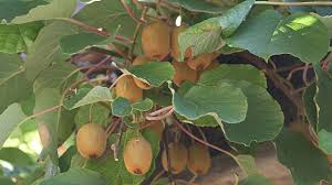 Wenn kein kühler kellerraum zur verfügung steht, kannst du das gemüse im frühbeetkasten oder in einer miete im garten einschlagen. Kiwi Und Exotisches Obst Im Eigenen Garten Pflanzen