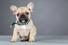 Offering blue ar french bulldogs breeder, blue french bulldog for sale, french bulldog puppies, havanese dogs for sale, havanese dog breeders, havanese puppy for sale, and more! 21 French Bulldog Breeders Ideas French Bulldog Breeders French Bulldog Bulldog