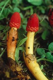 Image result for Balanophoraceae