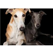 I love hand embroidery so much, that i've designed several free embroidery patterns for you to download. Full Square Round Diamond Painting Italian Greyhound 5d Diy Diamonds Embroidery Kits Decorations Home Buy At A Low Prices On Joom E Commerce Platform