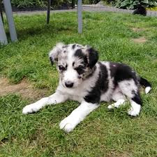 Join millions of people using oodle to find puppies for adoption, dog and puppy listings, and other pets adoption. Border Collie Puppies For Sale In The Uk Puppies Co Uk
