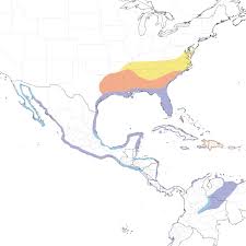 Image result for Ibis White 2017 Q1