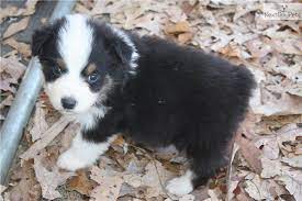 Female Australian Shepherd Australian Shepherd For Sale Australian Shepherd Aussie Dogs