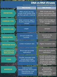 Differences Between Dna And Rna Viruses Dna Vs Rna Viruses Autonomic Nervous System Immunity Nursing Nervous System