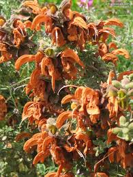 Image result for Salvia