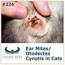 Image result for what do otodectes cynotis look like in dog fur
