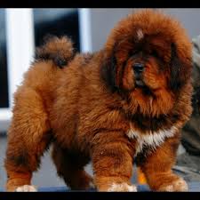 Tibetan Mastiff Puppy Tibetan Mastiff Puppy Big Fluffy Dogs Fluffy Dog Breeds