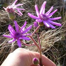Image result for Senecio speciosus