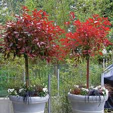 These impressive bespoke topiary trees are fashioned from the ligustrum jonandrum which is an elegant type of privet from italy. Photinia Topiary Tree Photinia Red Robin Standard