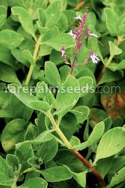 Image result for Endostemon tereticaulis