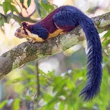 On Instagram The Rodent From The Treetops In Forests Of India It S The Indian Giant Squirrel Indian Giant Squirrel Giant Squirrel Animals
